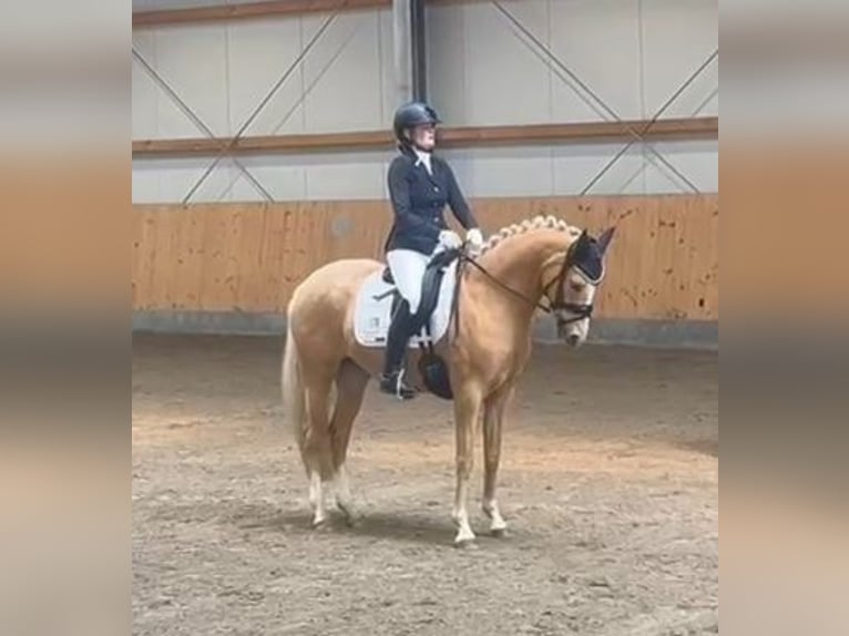 Niemiecki kuc wierzchowy Klacz 7 lat 148 cm Izabelowata in Stuhr