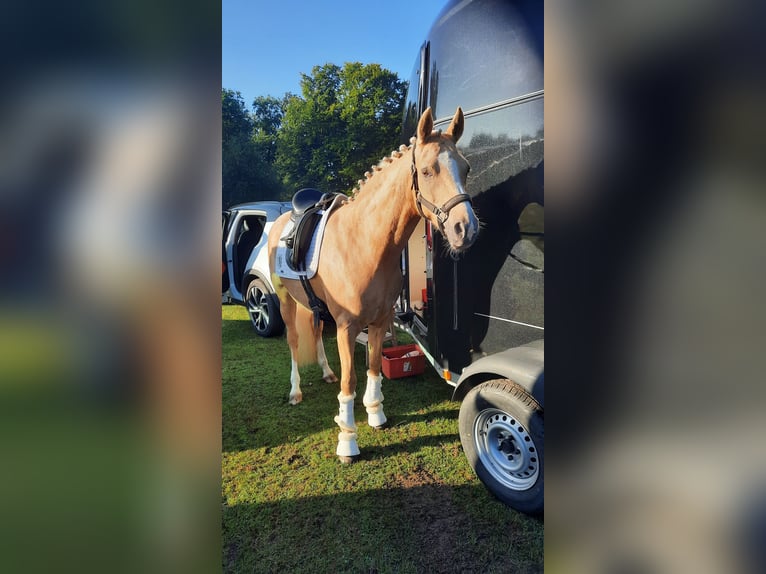 Niemiecki kuc wierzchowy Klacz 7 lat 148 cm Izabelowata in Stuhr