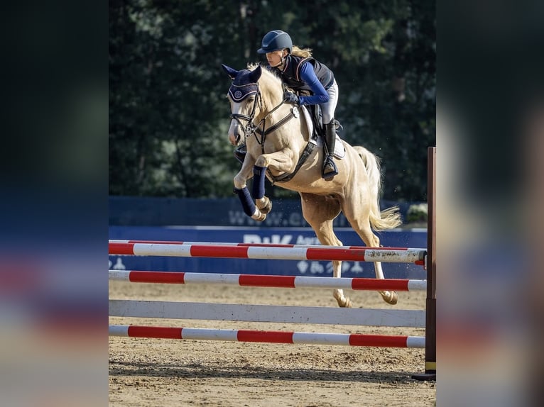 Niemiecki kuc wierzchowy Klacz 7 lat 148 cm Jelenia in Rumohr