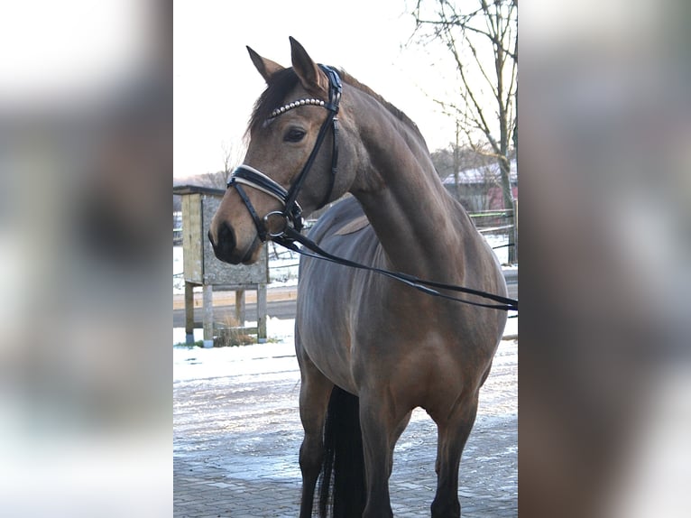 Niemiecki kuc wierzchowy Klacz 7 lat 148 cm Jelenia in Springe