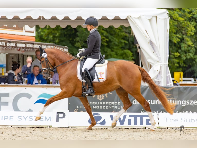 Niemiecki kuc wierzchowy Klacz 7 lat 148 cm Kasztanowata in Cappeln