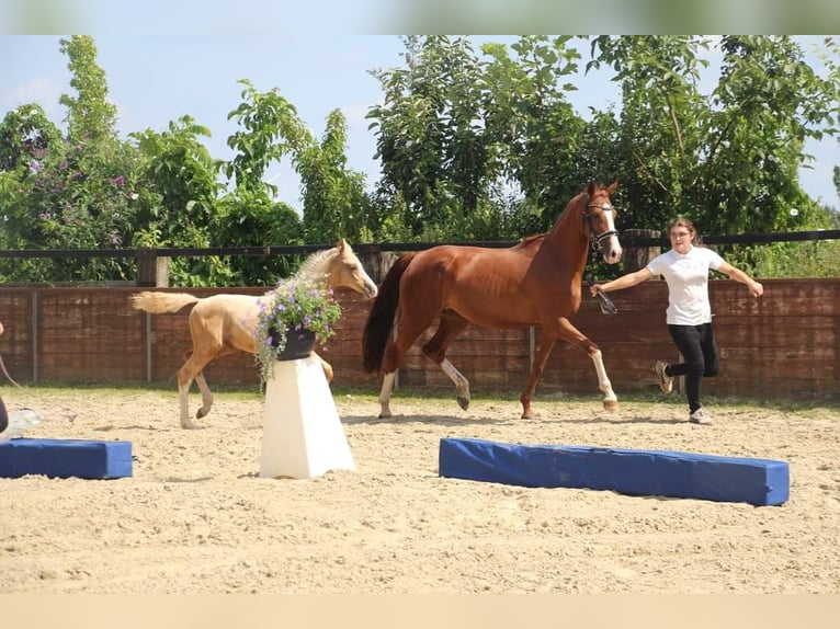 Niemiecki kuc wierzchowy Klacz 7 lat 148 cm Kasztanowata in Rees