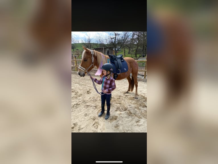 Niemiecki kuc wierzchowy Mix Klacz 7 lat 148 cm  in Ursenbach