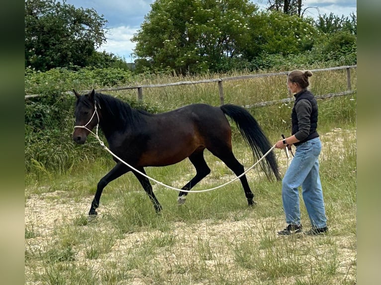 Niemiecki kuc wierzchowy Klacz 7 lat 149 cm Ciemnogniada in Butzbach