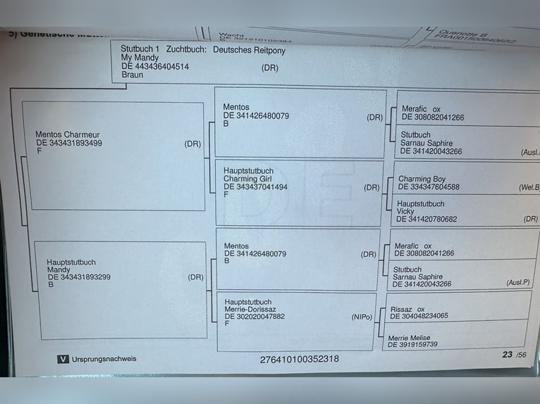 Niemiecki kuc wierzchowy Klacz 7 lat 149 cm Gniada in Bergisch Gladbach