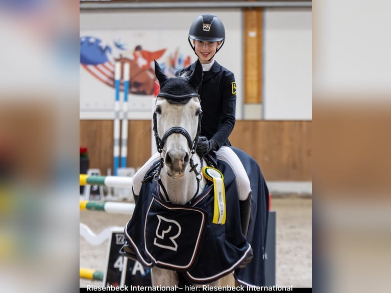 Niemiecki kuc wierzchowy Klacz 7 lat 149 cm Siwa jabłkowita in Braunschweig