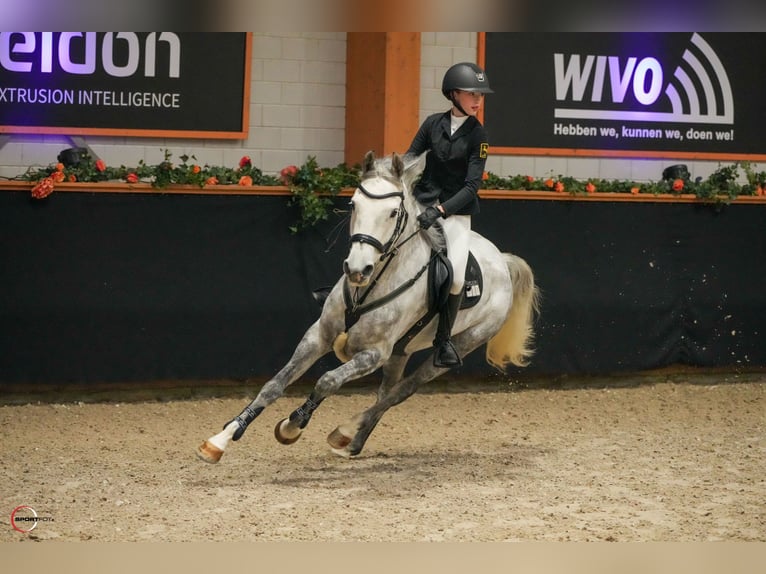 Niemiecki kuc wierzchowy Klacz 7 lat 149 cm Siwa jabłkowita in Braunschweig