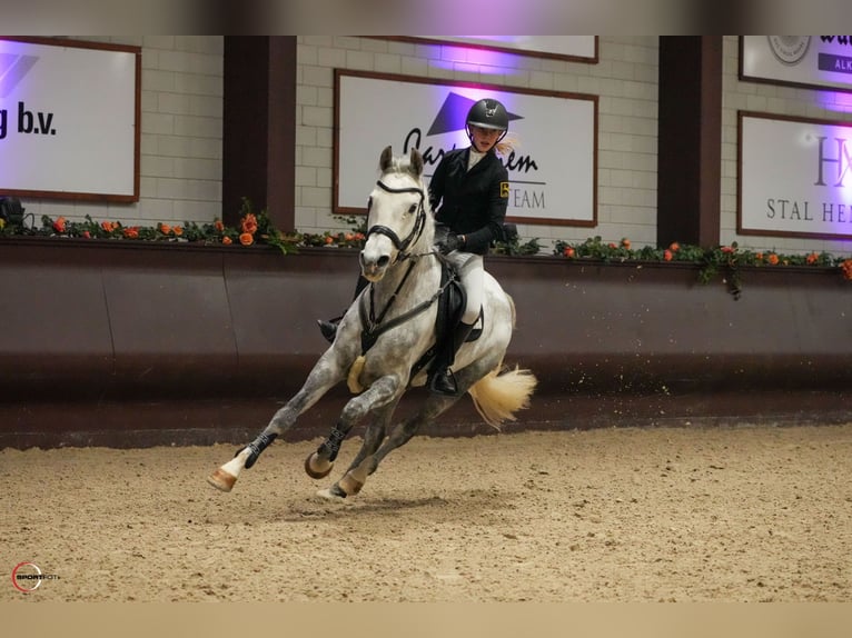 Niemiecki kuc wierzchowy Klacz 7 lat 149 cm Siwa jabłkowita in Braunschweig