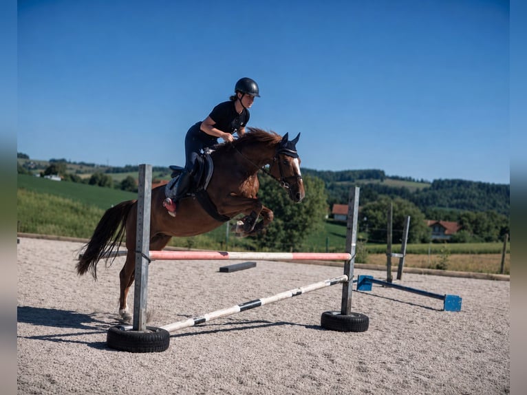 Niemiecki kuc wierzchowy Klacz 7 lat 153 cm Kasztanowata in Grieskirchen