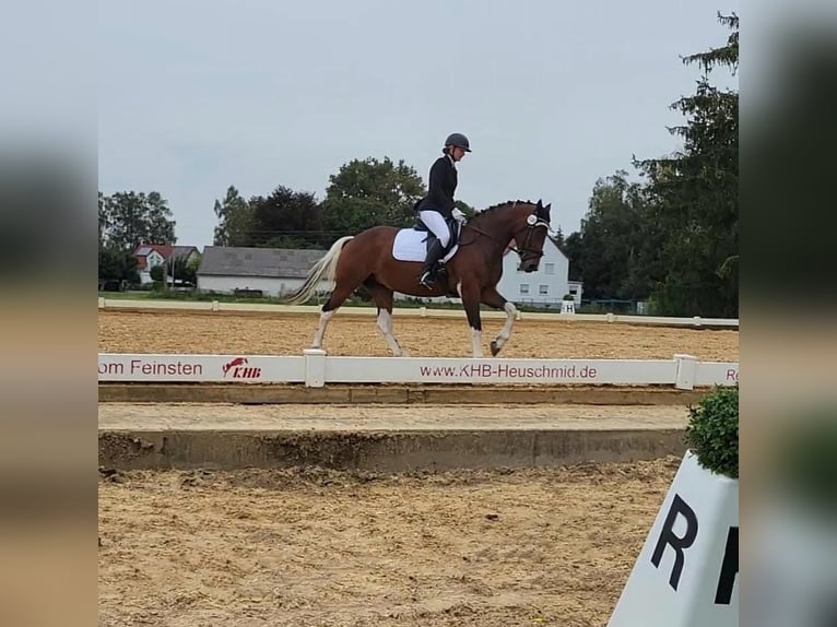 Niemiecki kuc wierzchowy Mix Klacz 7 lat 153 cm Srokata in Hofstetten