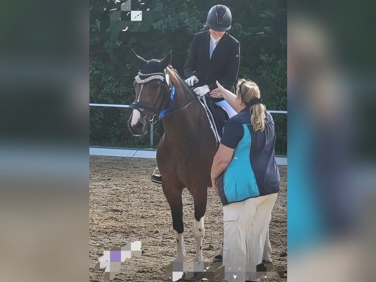 Niemiecki kuc wierzchowy Mix Klacz 7 lat 153 cm Srokata in Hofstetten