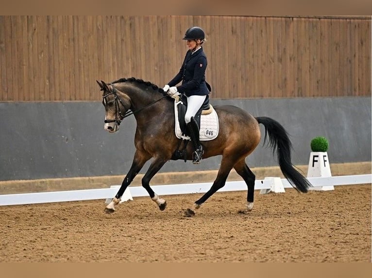 Niemiecki kuc wierzchowy Klacz 7 lat 154 cm Bułana in Ebermannstadt