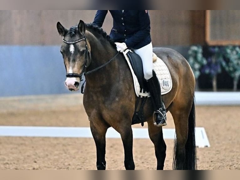 Niemiecki kuc wierzchowy Klacz 7 lat 154 cm Bułana in Ebermannstadt