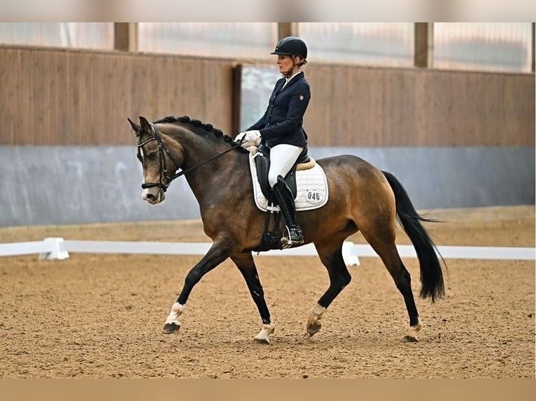 Niemiecki kuc wierzchowy Klacz 7 lat 154 cm Bułana in Ebermannstadt