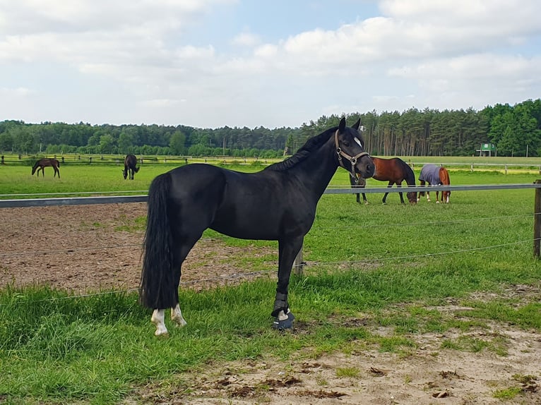 Niemiecki kuc wierzchowy Klacz 8 lat 141 cm Skarogniada in Harsewinkel