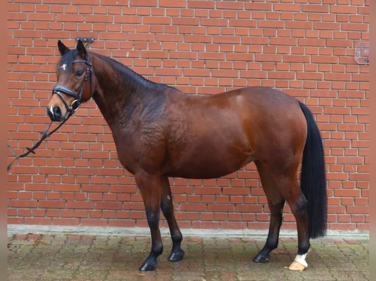 Niemiecki kuc wierzchowy Klacz 8 lat 143 cm Gniada in Hessisch Oldendorf