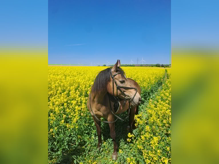 Niemiecki kuc wierzchowy Klacz 8 lat 143 cm Jelenia in Bassum