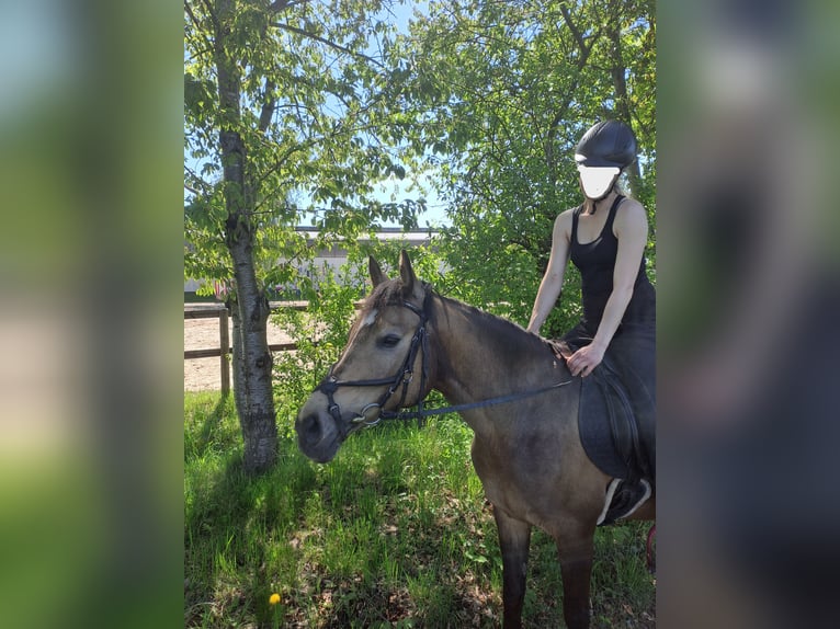 Niemiecki kuc wierzchowy Klacz 8 lat 143 cm Jelenia in Bassum