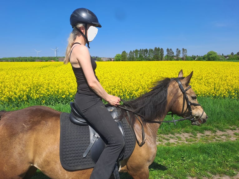 Niemiecki kuc wierzchowy Klacz 8 lat 143 cm Jelenia in Bassum