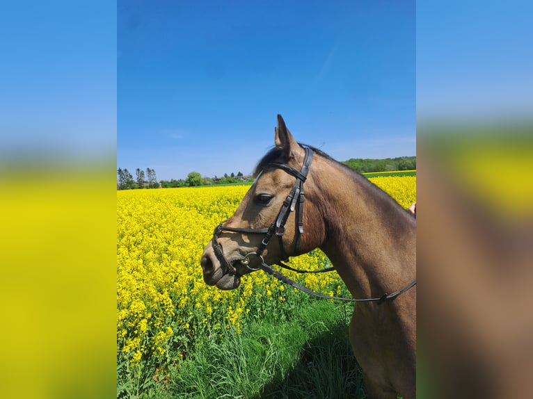Niemiecki kuc wierzchowy Klacz 8 lat 143 cm Jelenia in Bassum