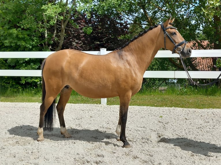 Niemiecki kuc wierzchowy Klacz 8 lat 144 cm Bułana in ILMENAU