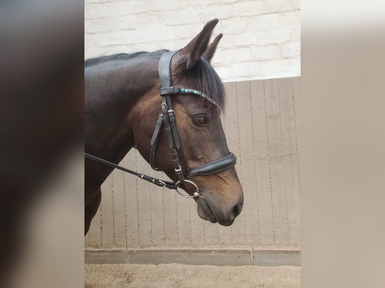 Niemiecki kuc wierzchowy Klacz 8 lat 145 cm Ciemnogniada in Norderstedt