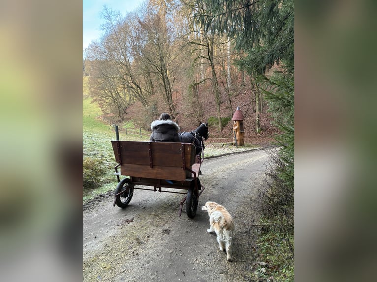 Niemiecki kuc wierzchowy Mix Klacz 8 lat 145 cm Ciemnogniada in Münzbach