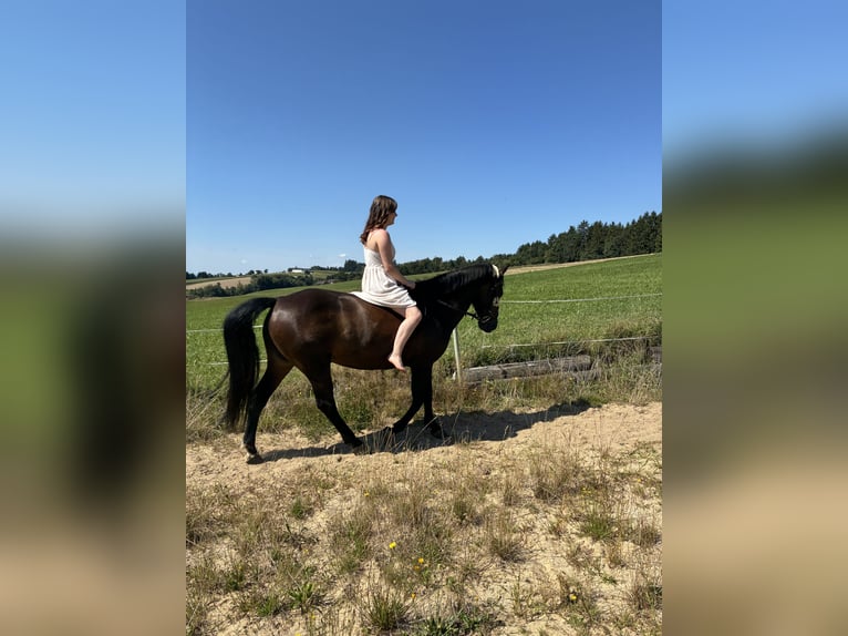 Niemiecki kuc wierzchowy Mix Klacz 8 lat 145 cm Ciemnogniada in Münzbach