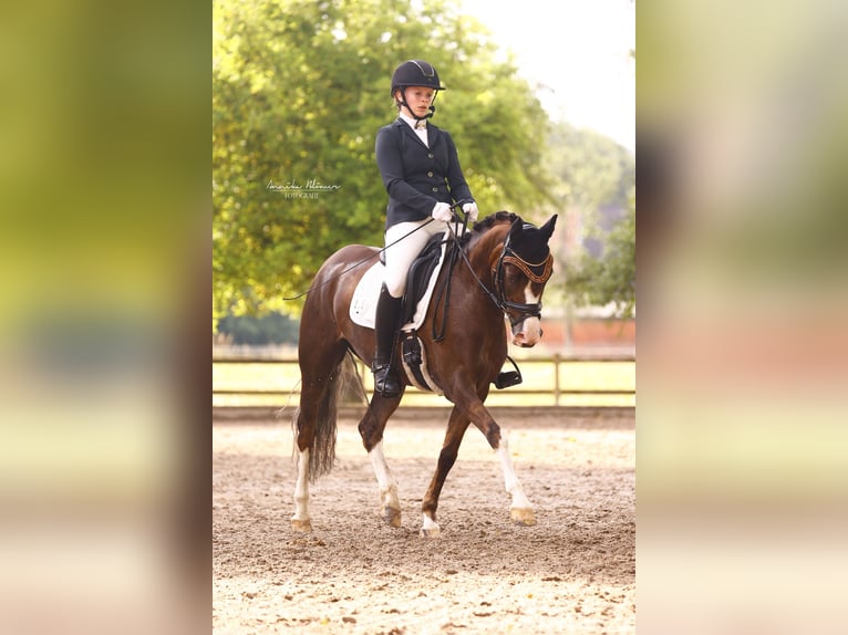 Niemiecki kuc wierzchowy Klacz 8 lat 145 cm Ciemnokasztanowata in Altenstadt