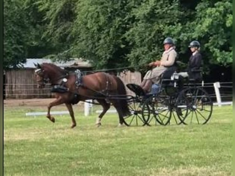 Niemiecki kuc wierzchowy Klacz 8 lat 145 cm Ciemnokasztanowata in Süderlügum
