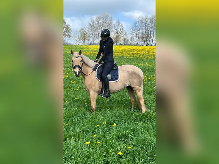 Niemiecki kuc wierzchowy Klacz 8 lat 145 cm Izabelowata in Mohrkirch