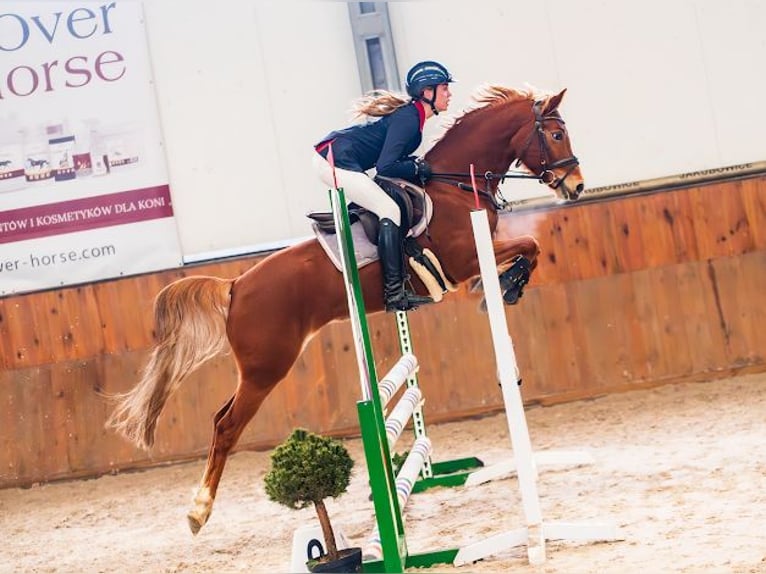 Niemiecki kuc wierzchowy Klacz 8 lat 145 cm Kasztanowata in Lędziny