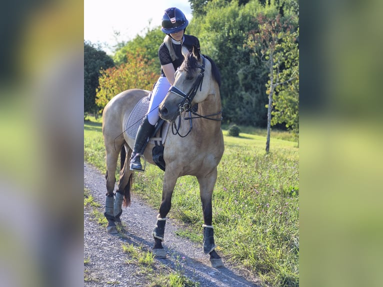 Niemiecki kuc wierzchowy Klacz 8 lat 147 cm Bułana in Graben-Neudorf