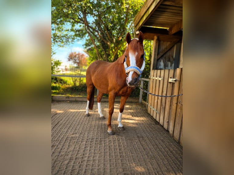 Niemiecki kuc wierzchowy Klacz 8 lat 147 cm Kasztanowata in Sarzbüttel