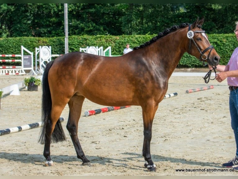 Niemiecki kuc wierzchowy Klacz 8 lat 148 cm Gniada in Raesfeld