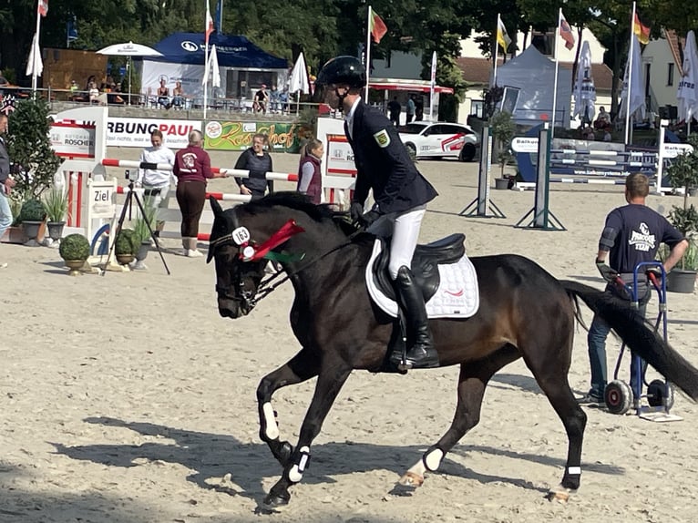 Niemiecki kuc wierzchowy Klacz 8 lat 148 cm Gniada in Großhennersdorf