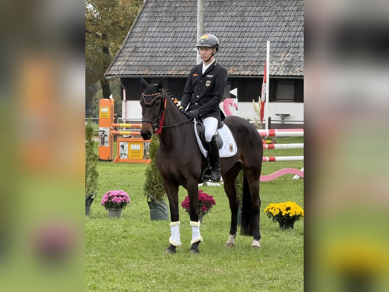 Niemiecki kuc wierzchowy Klacz 8 lat 148 cm Gniada in Großhennersdorf