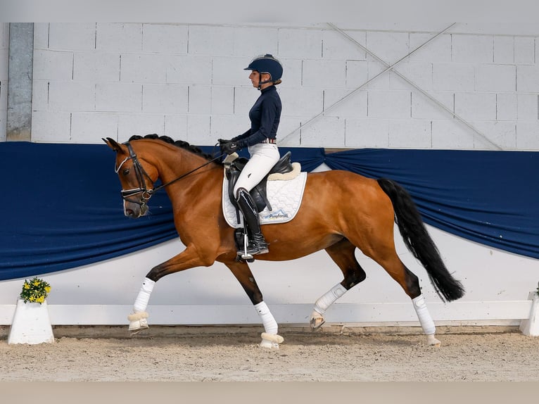 Niemiecki kuc wierzchowy Klacz 8 lat 148 cm Gniada in Marsberg