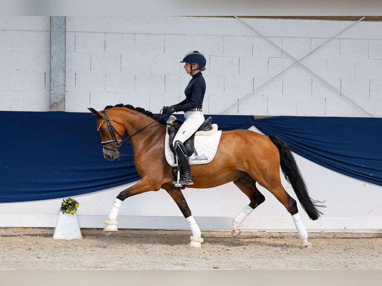 Niemiecki kuc wierzchowy Klacz 8 lat 148 cm Gniada in Marsberg