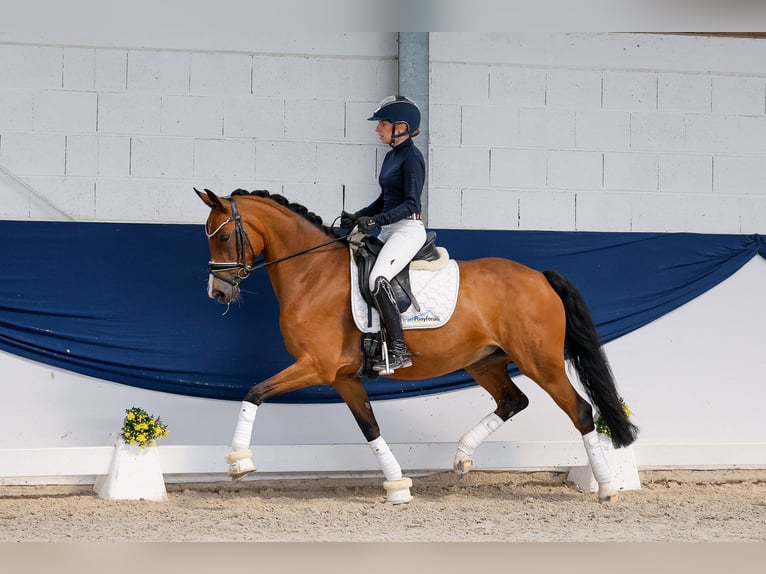 Niemiecki kuc wierzchowy Klacz 8 lat 148 cm Gniada in Marsberg