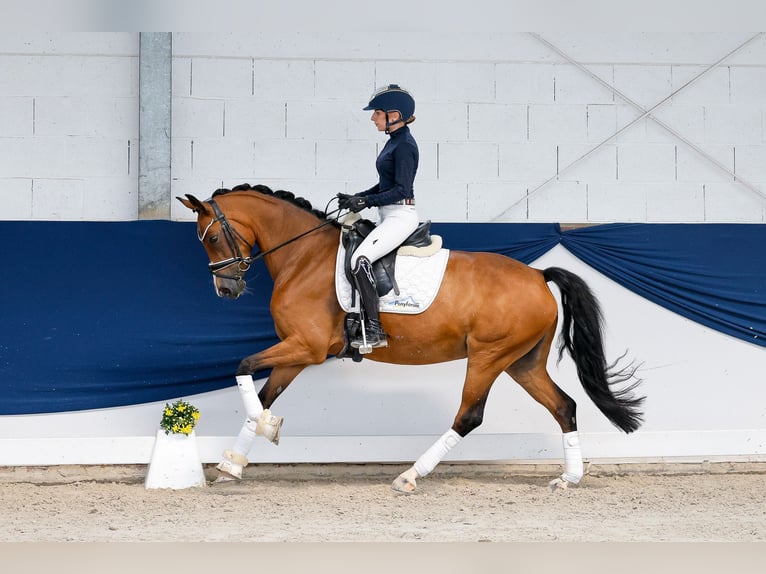 Niemiecki kuc wierzchowy Klacz 8 lat 148 cm Gniada in Marsberg
