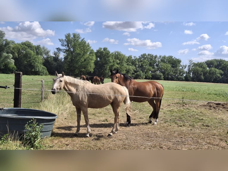 Niemiecki kuc wierzchowy Klacz 8 lat 148 cm Izabelowata in Gröningen