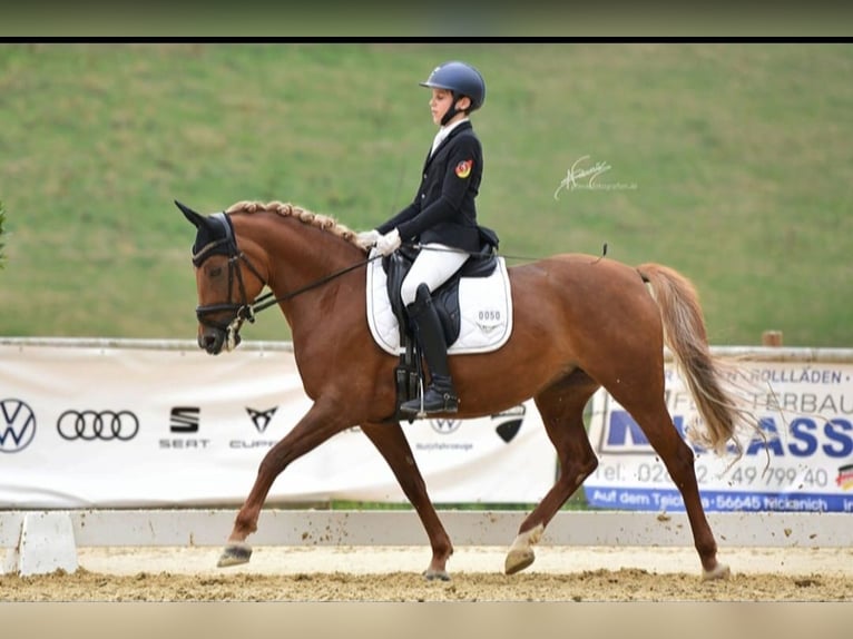 Niemiecki kuc wierzchowy Klacz 8 lat 148 cm Kasztanowata in Neuwied