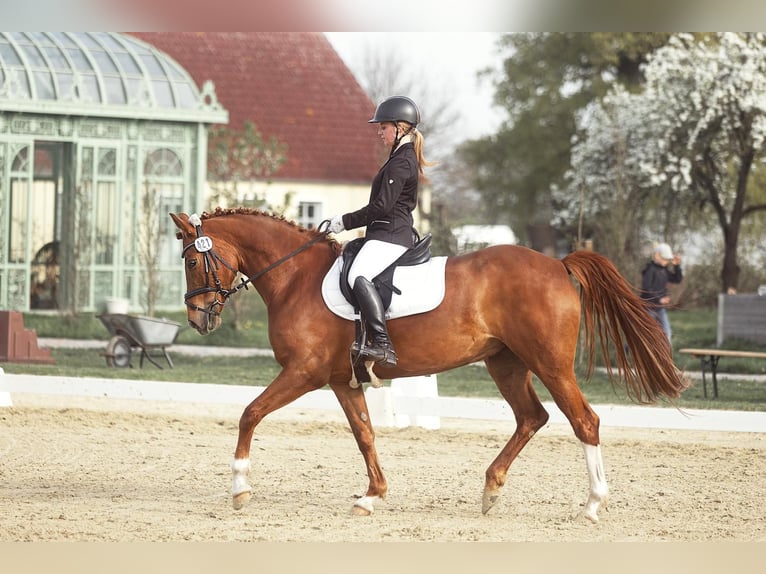 Niemiecki kuc wierzchowy Klacz 8 lat 148 cm Kasztanowata in Stahnsdorf