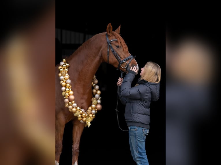 Niemiecki kuc wierzchowy Klacz 8 lat 148 cm Kasztanowata in Stahnsdorf