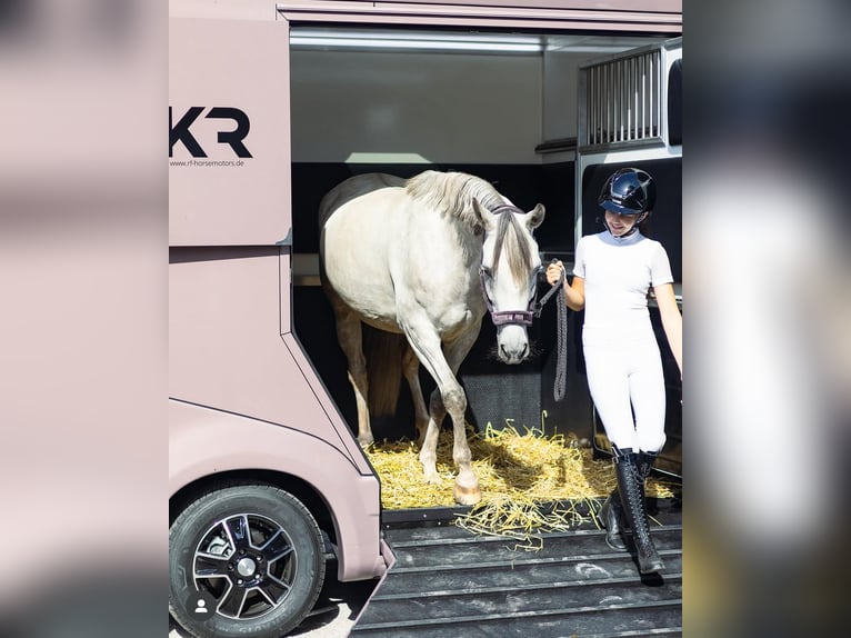 Niemiecki kuc wierzchowy Klacz 8 lat 148 cm Siwa in Heinsberg