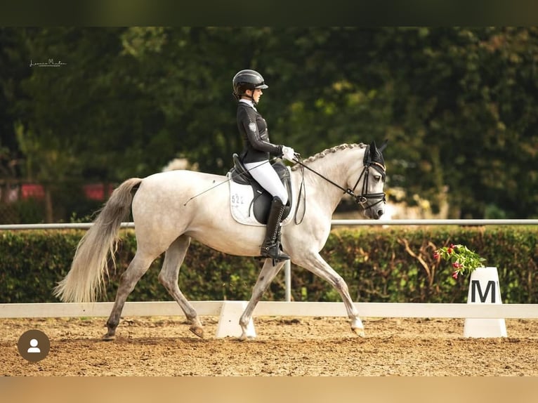 Niemiecki kuc wierzchowy Klacz 8 lat 148 cm Siwa in Heinsberg