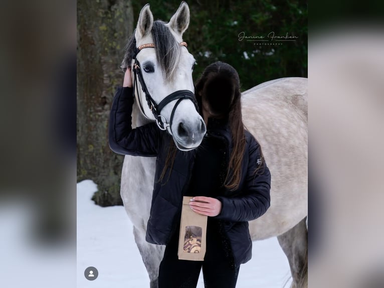 Niemiecki kuc wierzchowy Klacz 8 lat 148 cm Siwa in Heinsberg