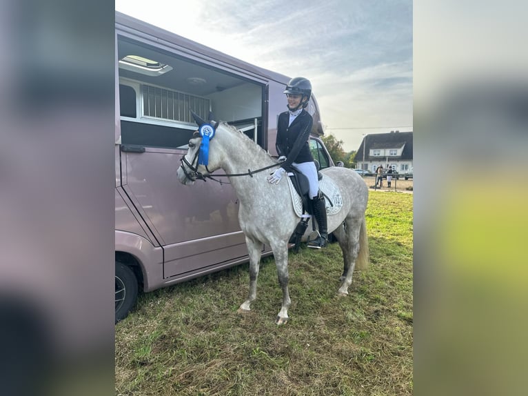 Niemiecki kuc wierzchowy Klacz 8 lat 148 cm Siwa in Heinsberg