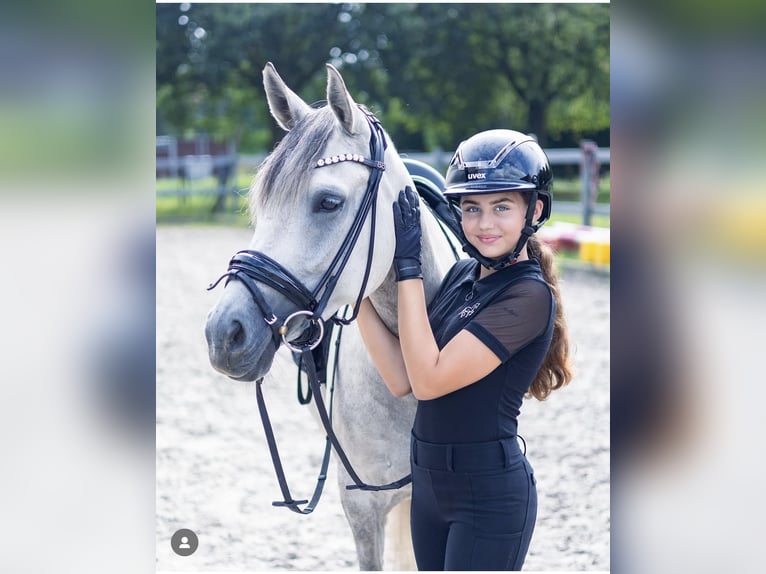 Niemiecki kuc wierzchowy Klacz 8 lat 148 cm Siwa in Heinsberg